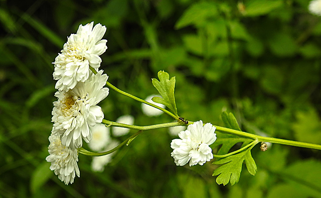 20230626 1366CPw [D~LIP] Mutterkraut (Tanacetum parthenium), Ameise, Bad Salzuflen