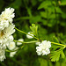 20230626 1366CPw [D~LIP] Mutterkraut (Tanacetum parthenium), Ameise, Bad Salzuflen