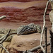 20230728 3326CPw [D~HF] Echse, Tierpark Herford
