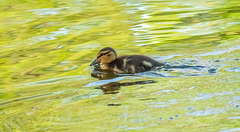 Mallard chick