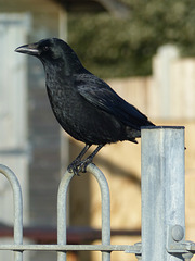 Carrion Crow (3) - 13 January 2015