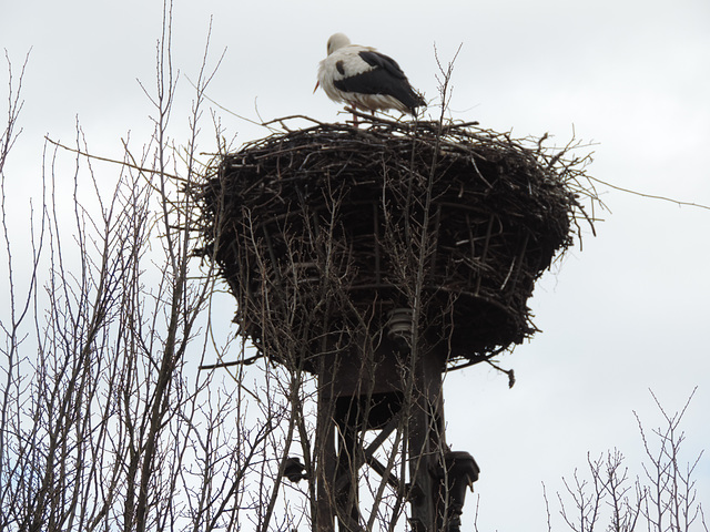 Storchennest Stülpe