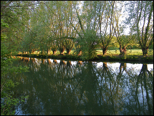 willow reflections