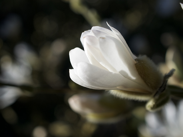 White Beauty