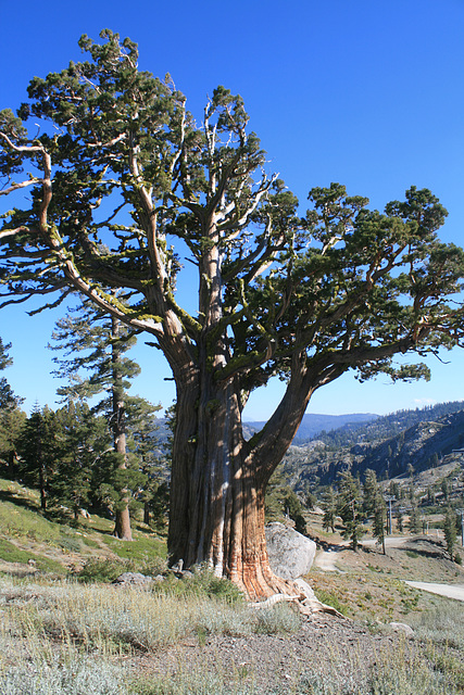 Large juniper at Squaw Valley