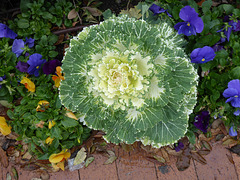 Ornamental Cabbage (2) - 10 February 2020