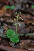 Neottia smallii (Appalachian Twayblade orchid)