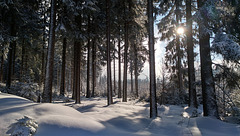 Wald halt. Winteraspekt.