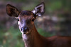 Faon de biche