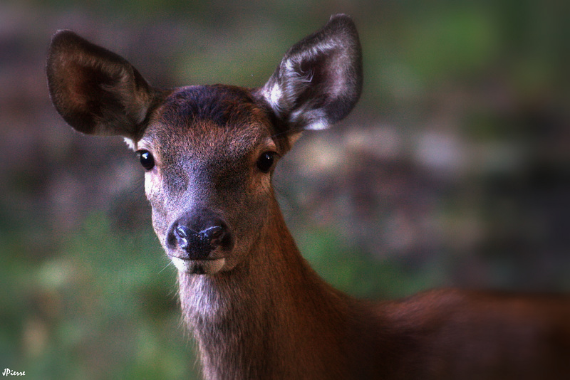 Faon de biche