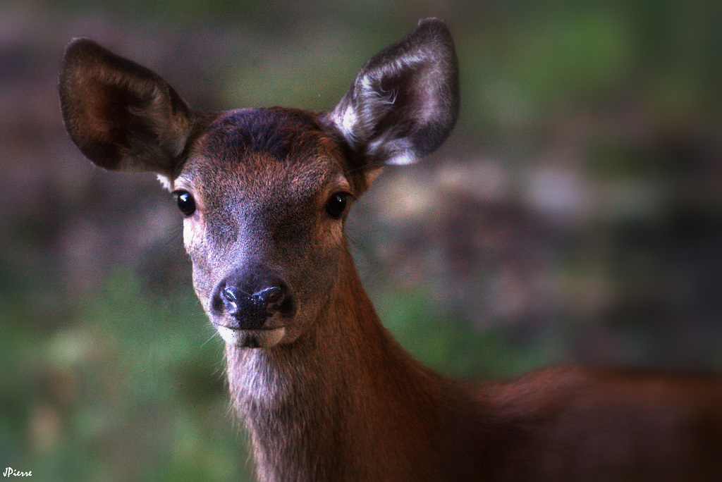 Faon de biche