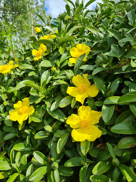 hibbertia scandens