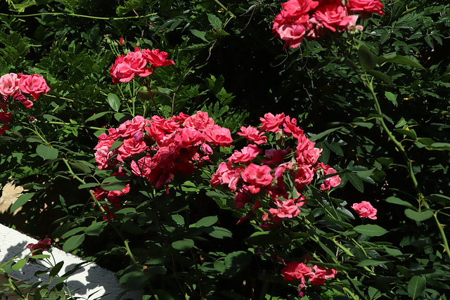 IMG 8551 IMG 8551