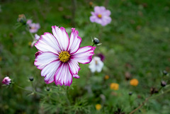 Blumen am Strassenrand