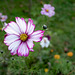 Blumen am Strassenrand