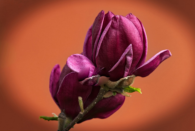 Die Purpur-Magnolie (Magnolia liliiflora) ist auch ein sehr schöner Hingucker :))  The purple magnolia (Magnolia liliiflora) is also a very beautiful eye-catcher :))  Le magnolia violet (Magnolia lili