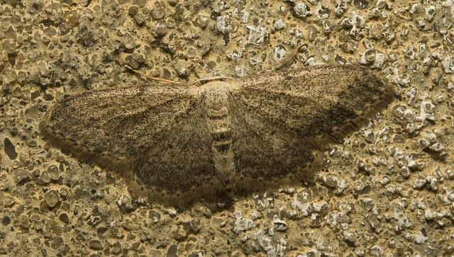 IMG 9458 Moth-1