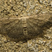 IMG 9458 Moth-1