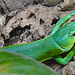20230728 3327CPw [D~HF] Afrikanische Baumechse (Gastropholis prasina), Tierpark Herford