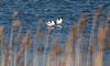 Avocets