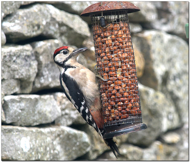The great spotted woodpecker (Dendrocopos major) The great spotted woodpecker (Dendrocopos major)