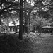 Shrine grove