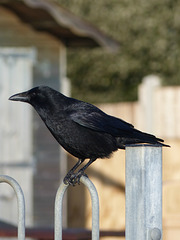 Carrion Crow (4) - 13 January 2015