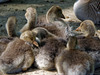 Greylag Goslings