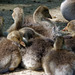 Greylag Goslings