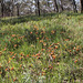 Diuris orientis, Waite Conservation Reserve