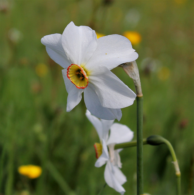 le temps des narcisses- Narcissus poeticus