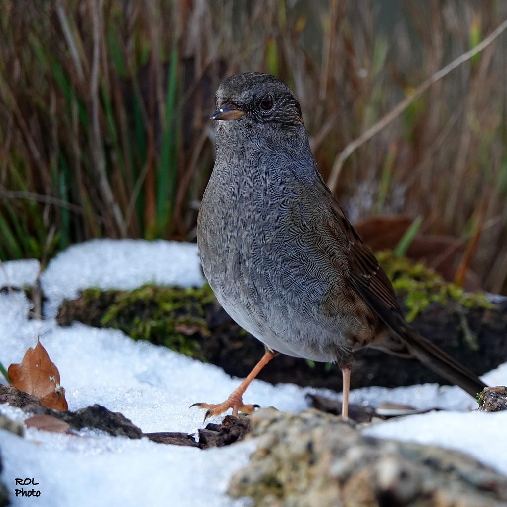 Un bien beau sujet, dans la 1° neige de fin d'année