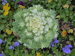 Ornamental Cabbage (3) - 10 February 2020
