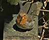 Young Robin