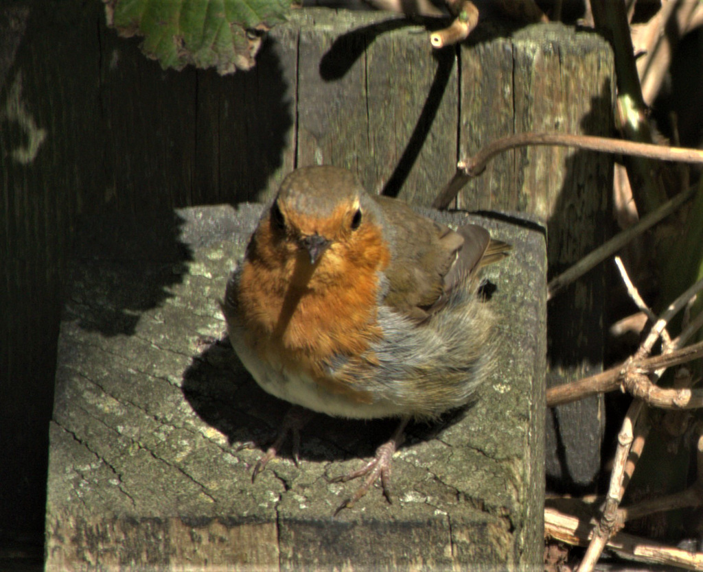 Young Robin