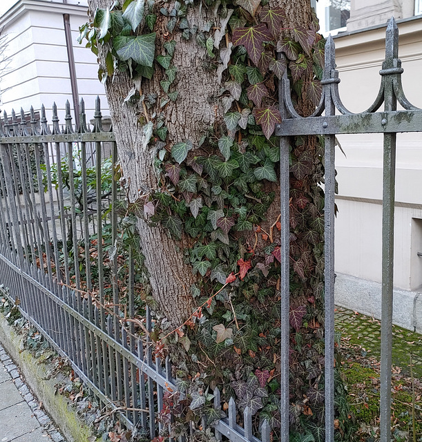 tree and fence fighting it out - HFF