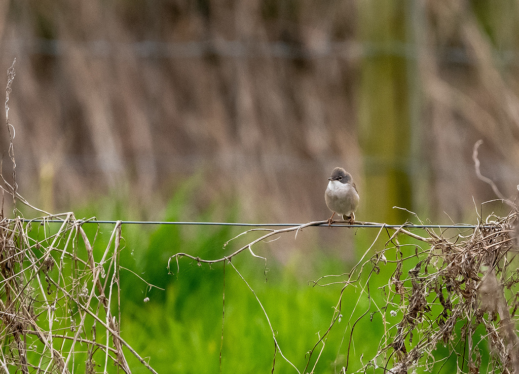 Whitethroat