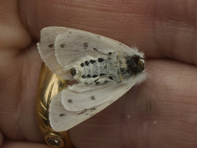 IMG 9458 Moth-2