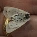 IMG 9458 Moth-2