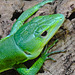 20230728 3328CPw [D~HF] Afrikanische Baumechse (Gastropholis prasina), Tierpark Herford