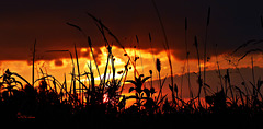 Wenn Frösche den Sonnenuntergang sehen