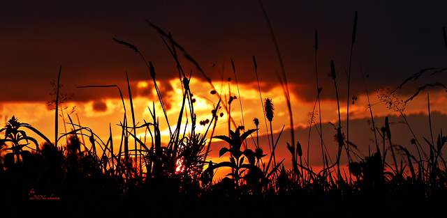 Wenn Frösche den Sonnenuntergang sehen