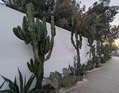 Cactus contre clôture / Kaktus gegen zaun