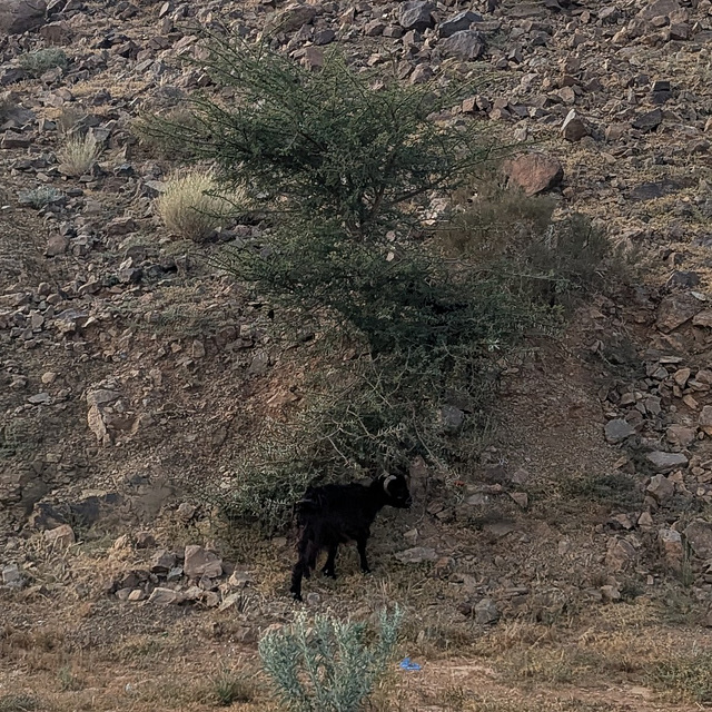 Chèvre noire et grimpeuse avec cornes