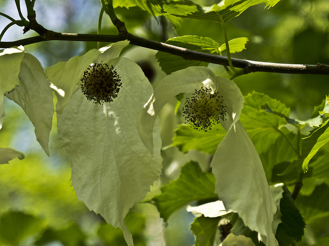 Leaf and fruit of the tree of handkerchiefs (Davidia involucrata)