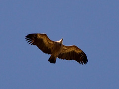 DSC 4707 Griffon Vulture (Gyps fulvus)