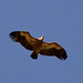 DSC 4707 Griffon Vulture (Gyps fulvus)