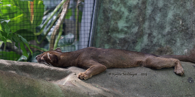 Schlafende Fossa (Zoo Frankfurt)