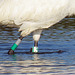 Day 3, leg band & tracking device, Whooping Crane Dad