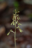 Neottia smallii (Appalachian Twayblade orchid)